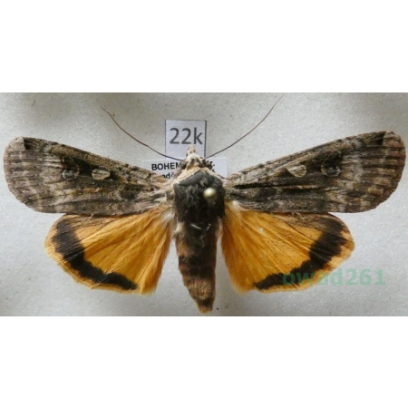 Noctua pronuba (Linnaeus, 1758) Rolnica tasiemka Czech22k